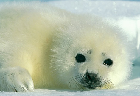 harp-seal-baby